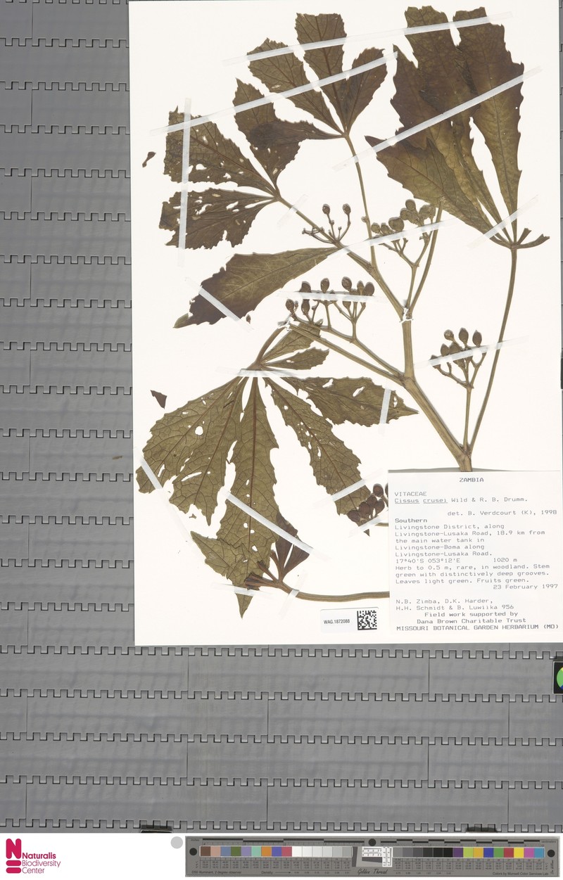 Cissus crusei photo 7