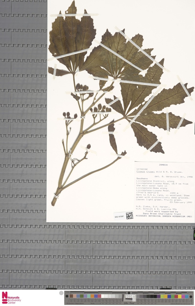 Cissus crusei photo 8