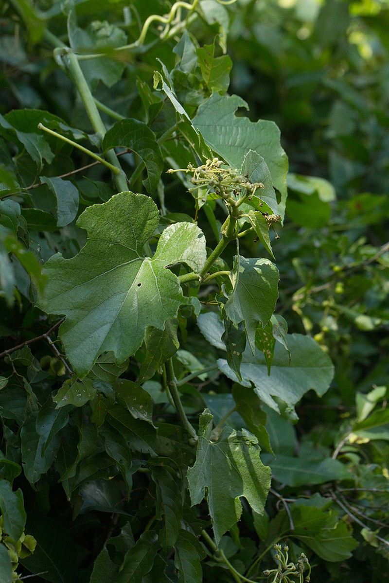 Cissus cucumerifolia