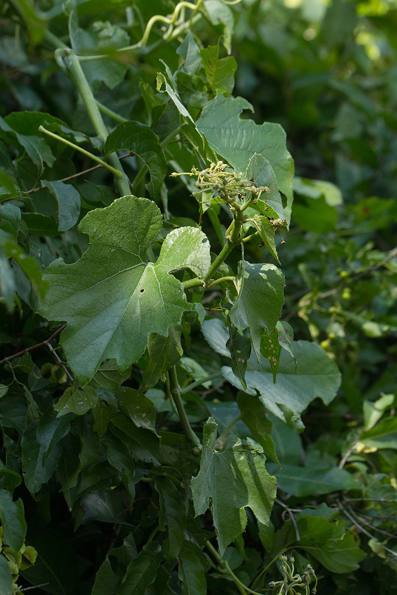 Cissus cucumerifolia photo 2