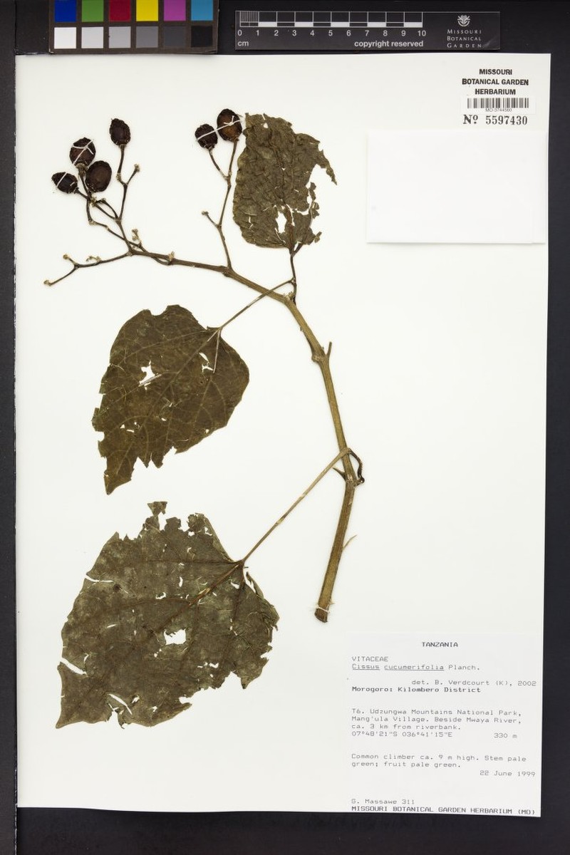 Cissus cucumerifolia photo 3