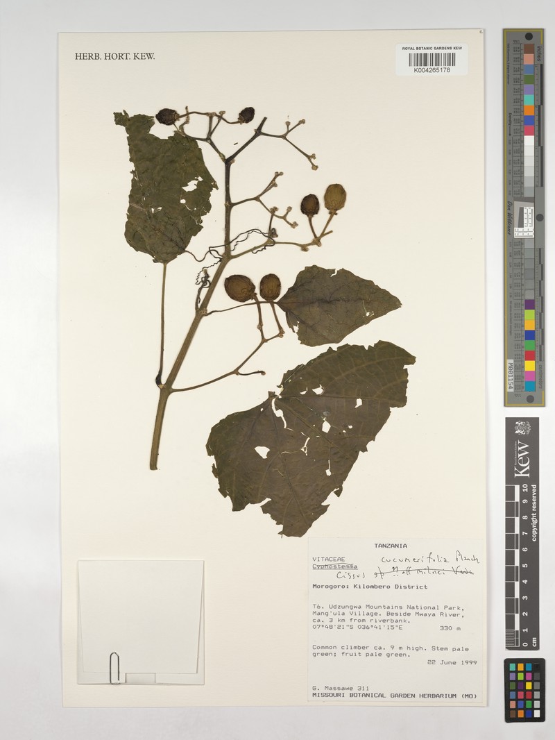 Cissus cucumerifolia photo 4