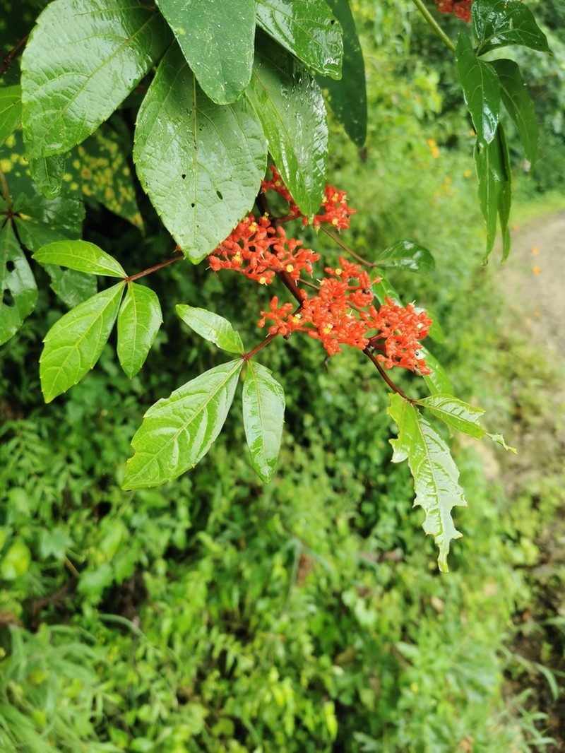 Cissus cucurbitina