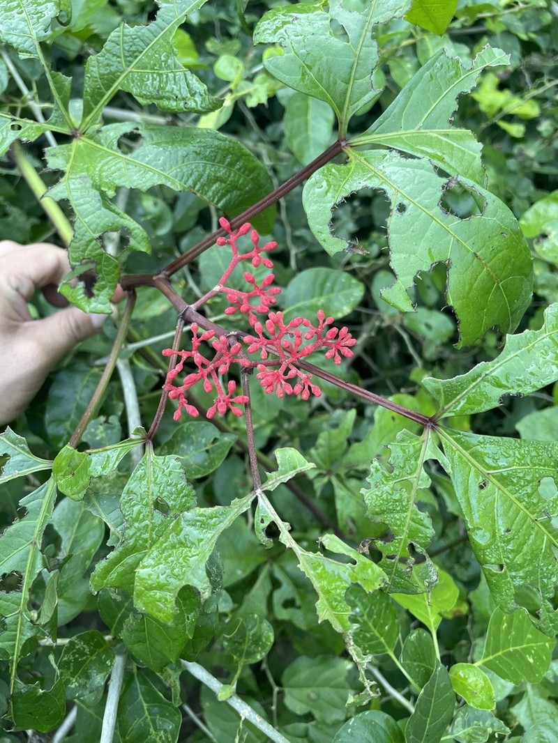Cissus cucurbitina photo 2