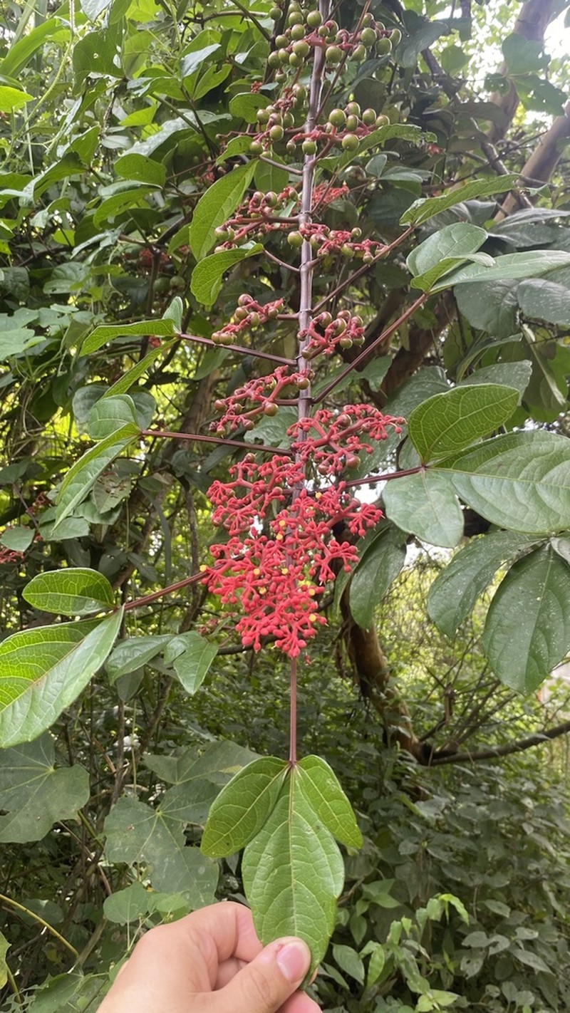 Cissus cucurbitina photo 3