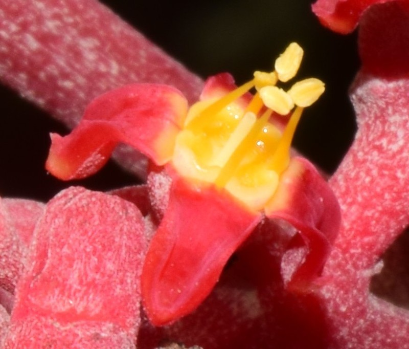 Cissus cucurbitina photo 4
