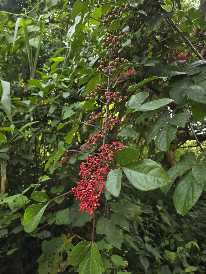 Cissus cucurbitina photo 5