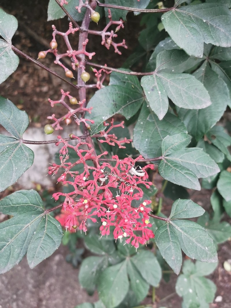 Cissus cucurbitina photo 6