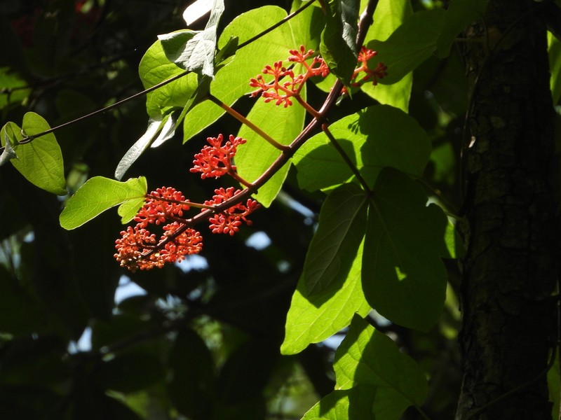 Cissus cucurbitina photo 7