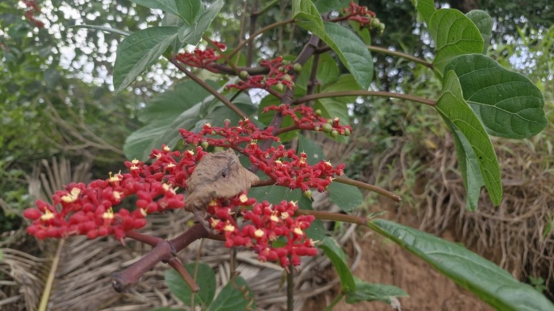 Cissus cucurbitina photo 8