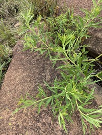 Cissus cussonioides