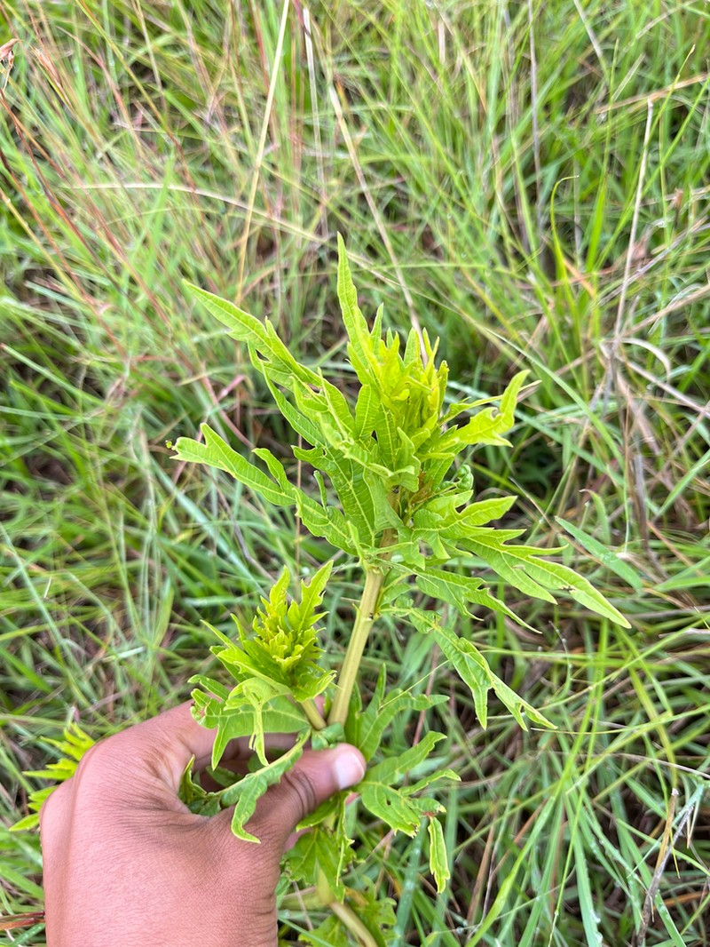 Cissus cussonioides photo 2