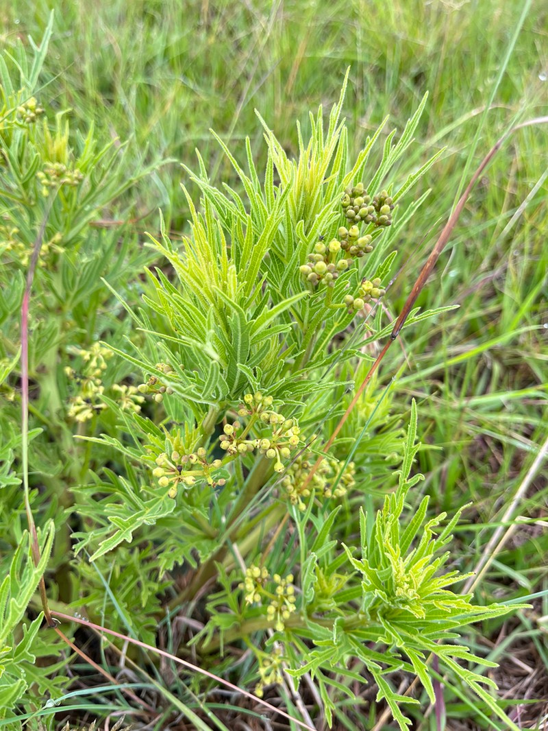 Cissus cussonioides photo 4