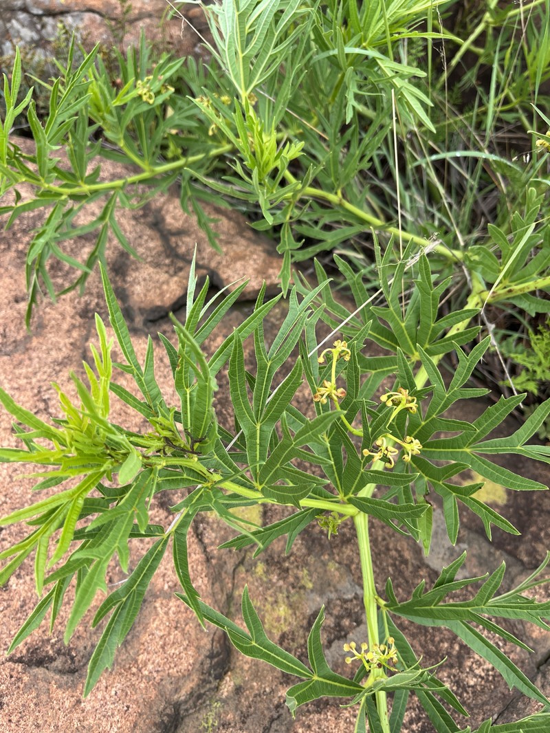 Cissus cussonioides photo 6