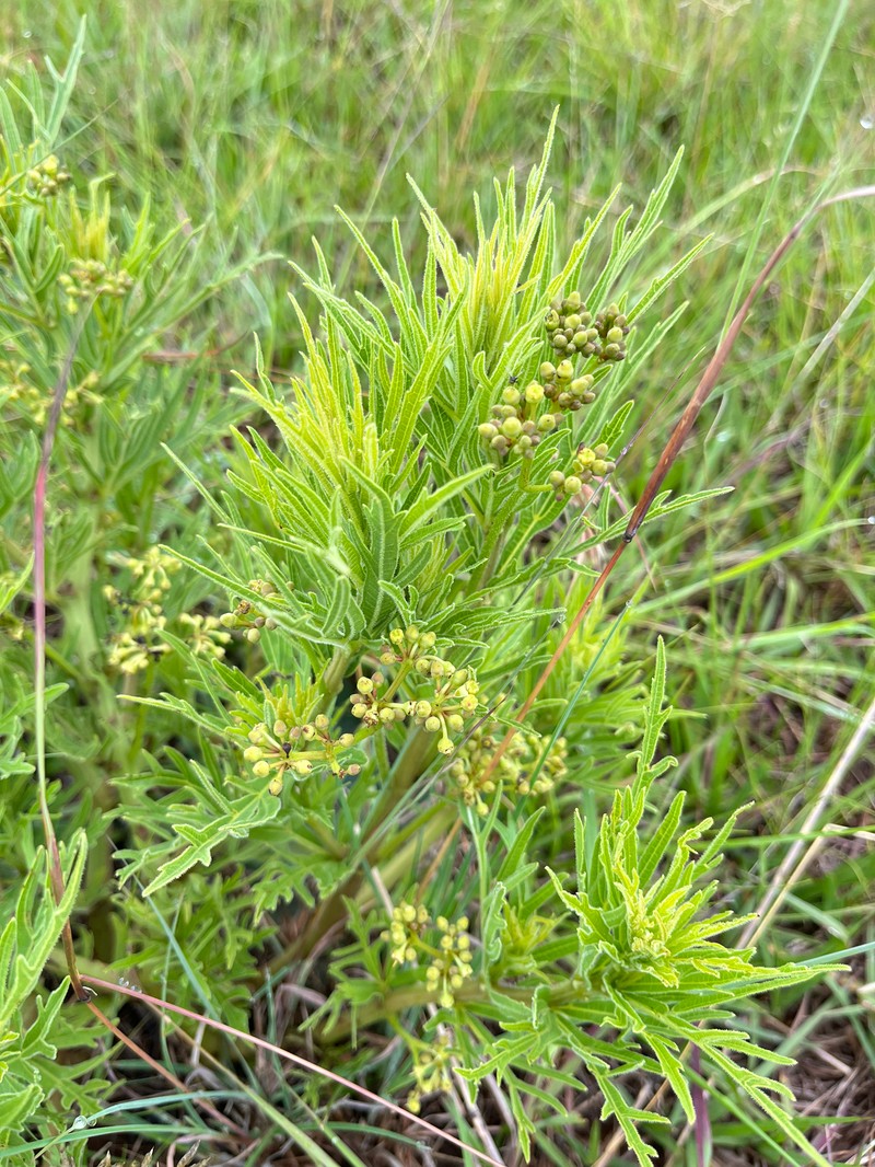 Cissus cussonioides photo 7