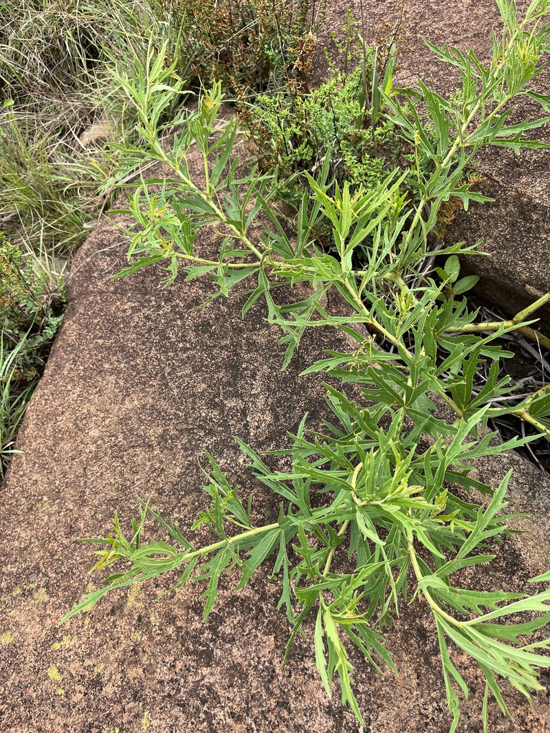 Cissus cussonioides photo 8