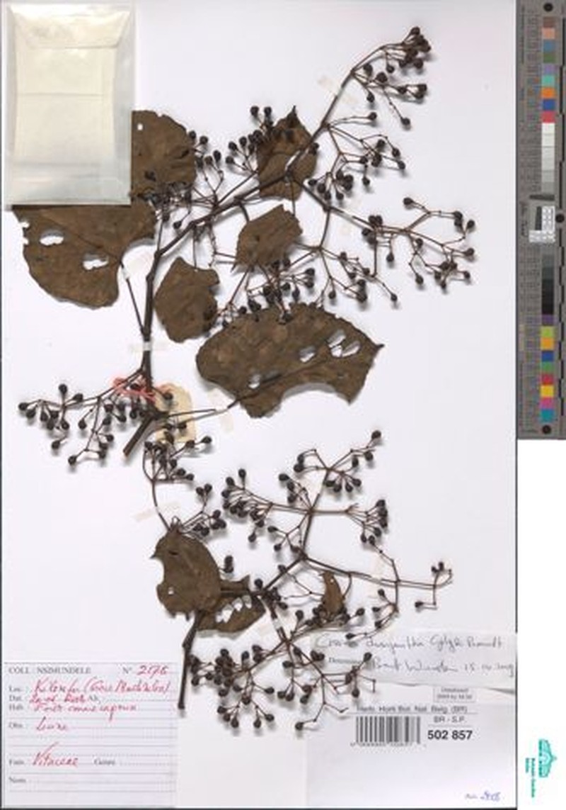 Cissus dasyantha