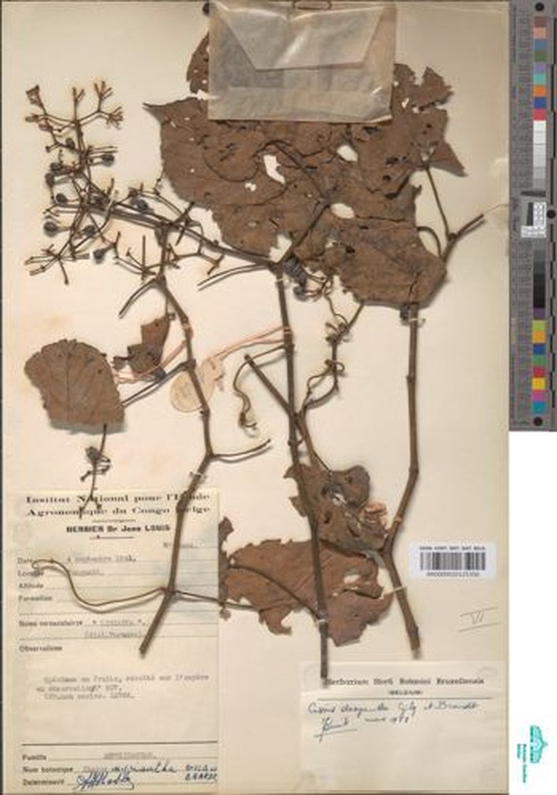 Cissus dasyantha photo 3
