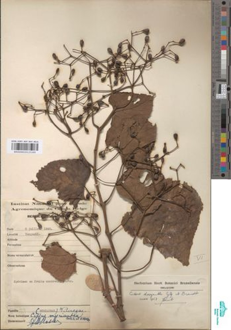 Cissus dasyantha photo 4