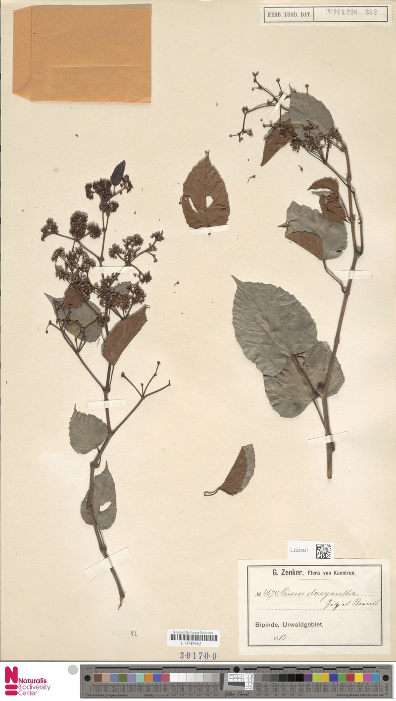 Cissus dasyantha photo 6