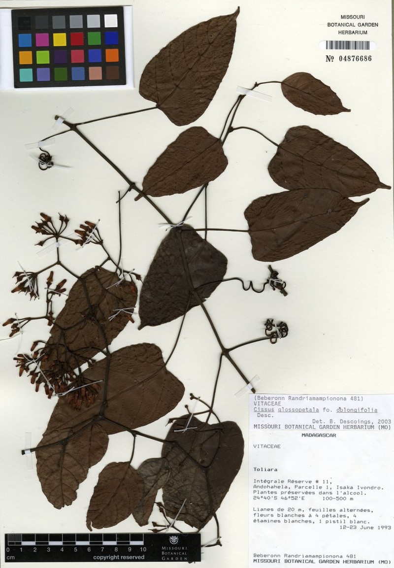 Cissus decaryi