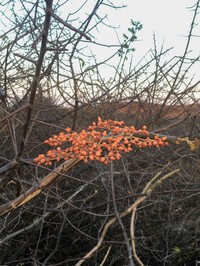 Cissus decidua