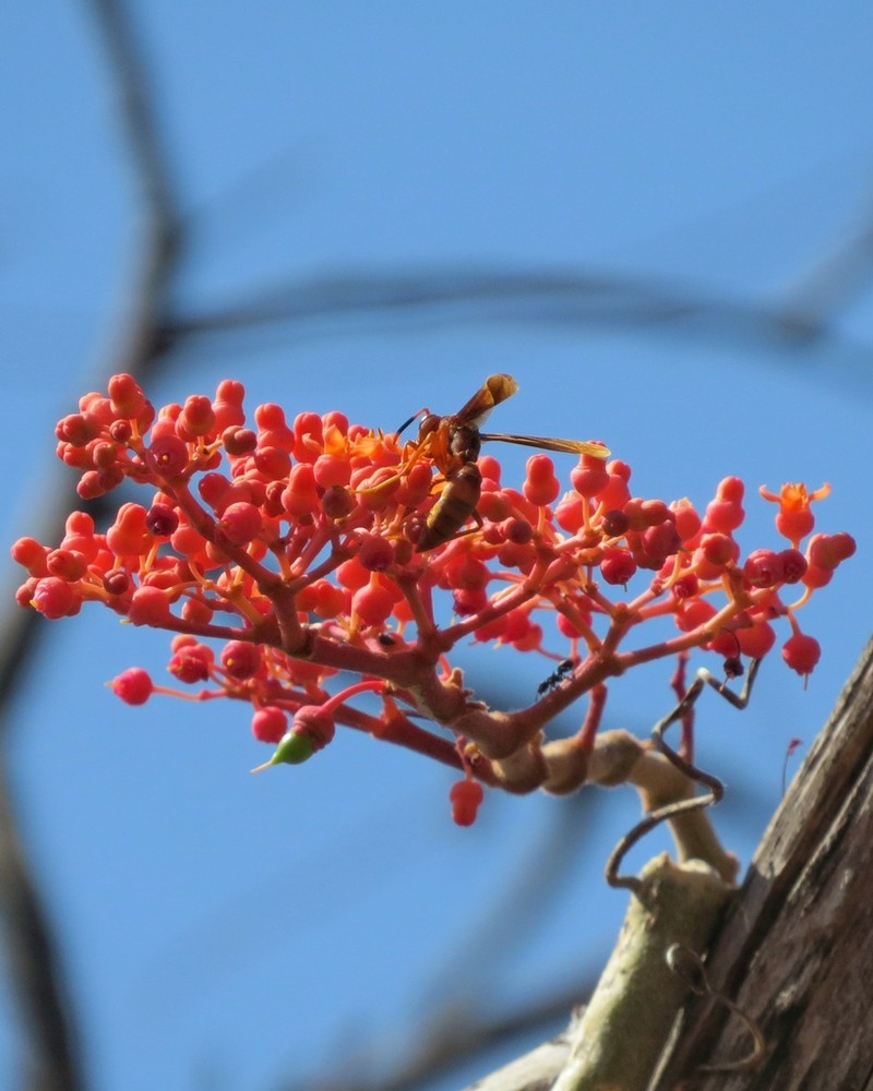 Cissus decidua photo 2