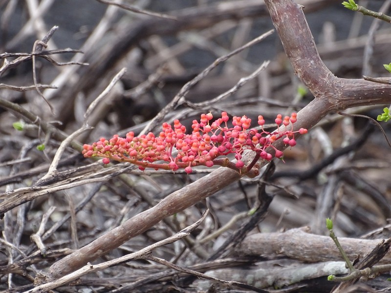 Cissus decidua photo 3