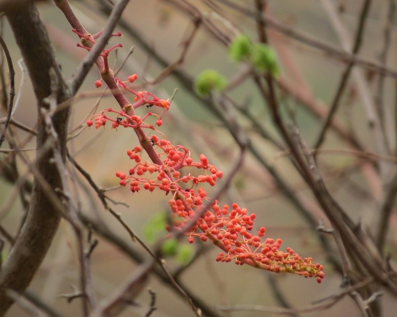 Cissus decidua photo 4