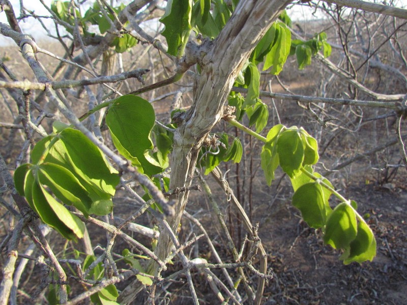 Cissus decidua photo 5