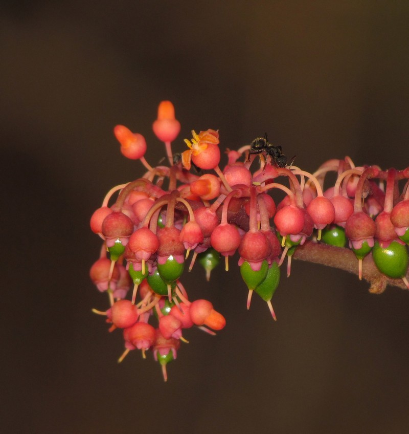 Cissus decidua photo 6