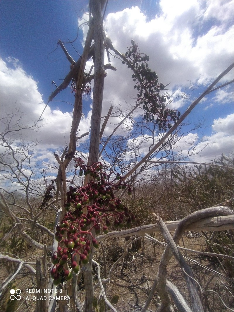 Cissus decidua photo 7