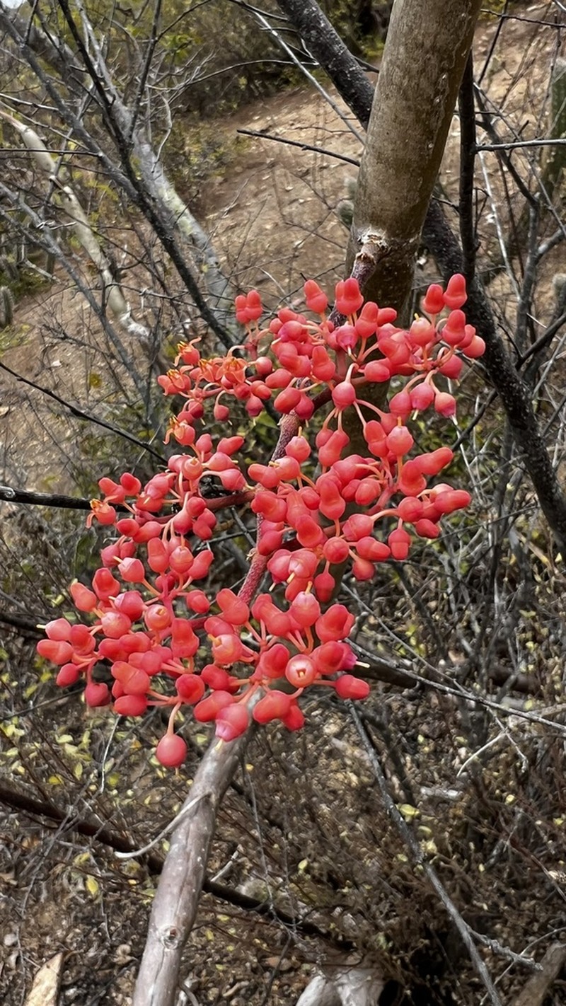 Cissus decidua photo 8