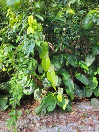 Cissus descoingsii