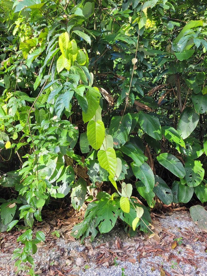 Cissus descoingsii
