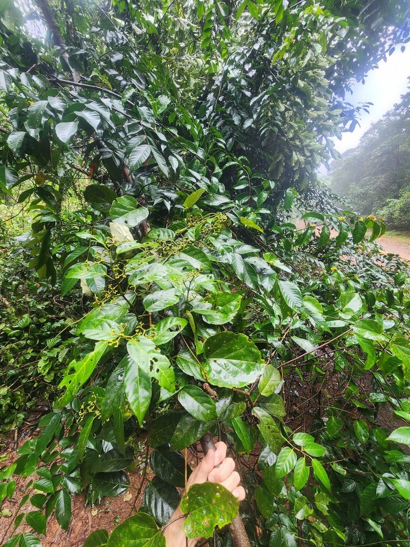 Cissus descoingsii photo 2