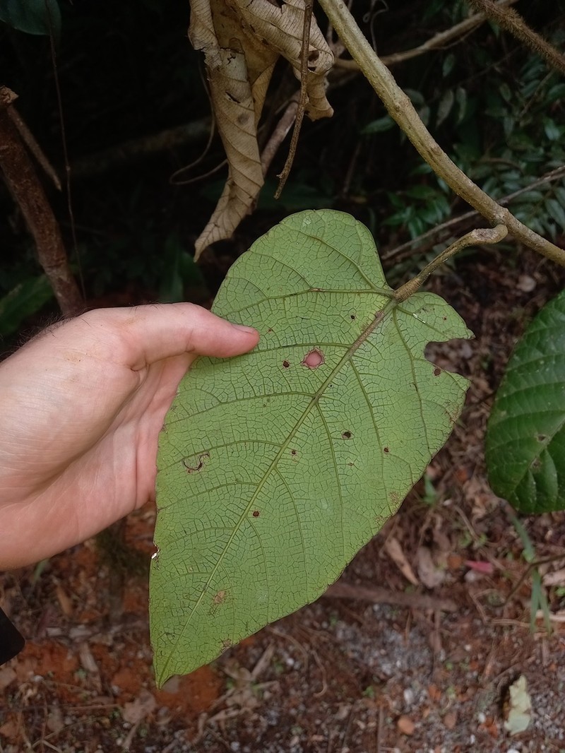 Cissus descoingsii photo 3