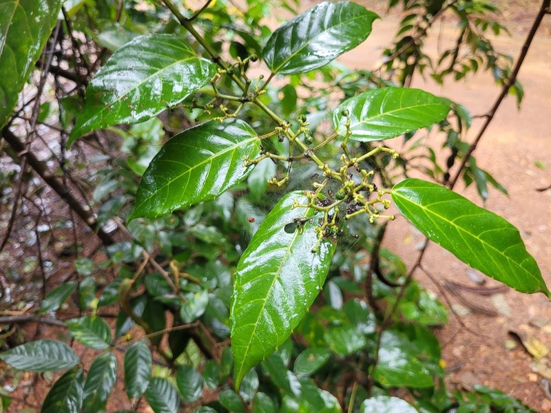 Cissus descoingsii photo 4
