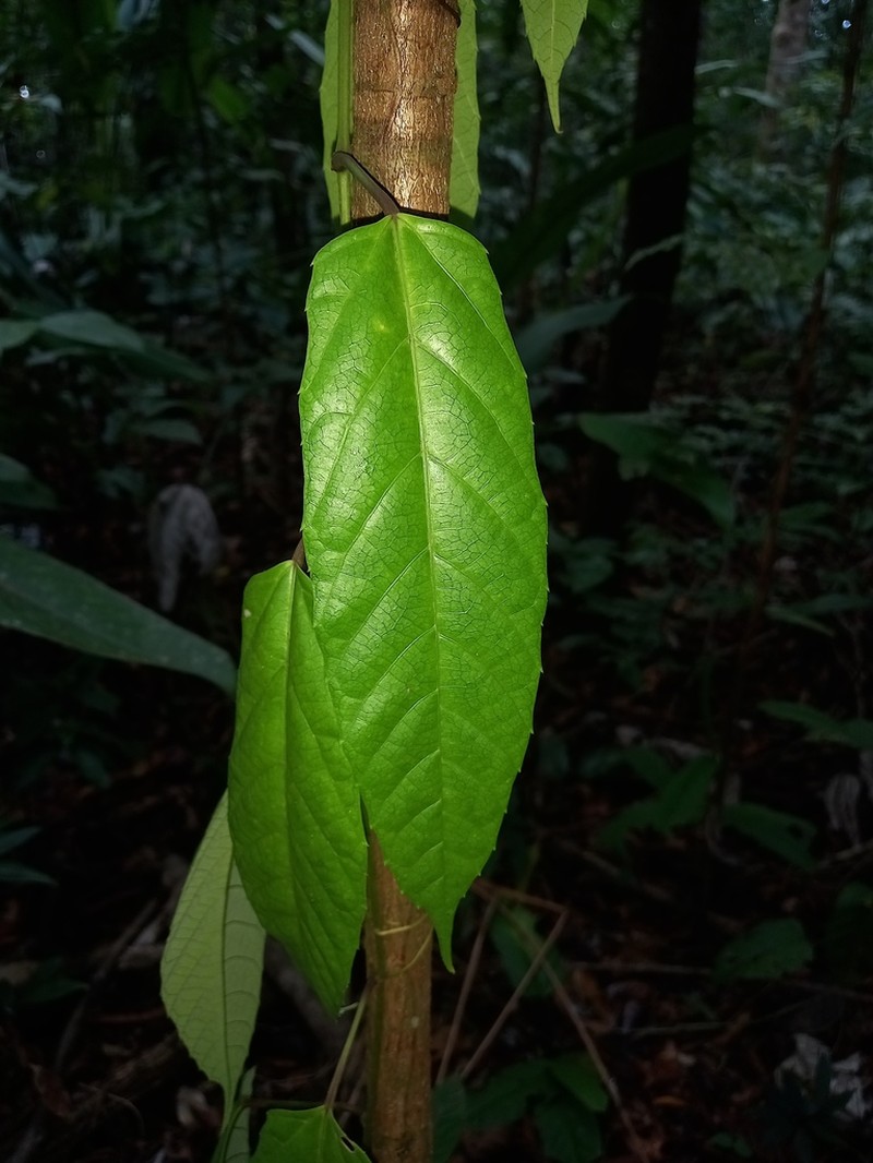 Cissus descoingsii photo 5