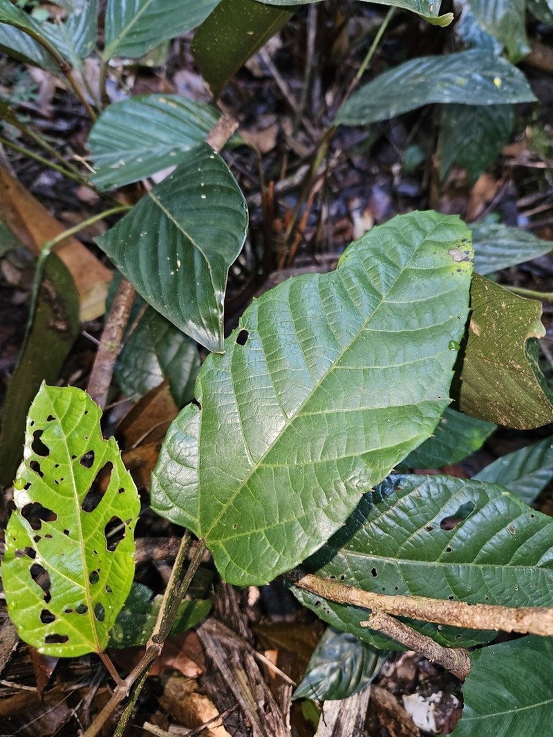 Cissus descoingsii photo 6