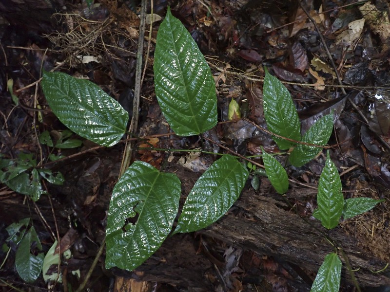 Cissus descoingsii photo 7