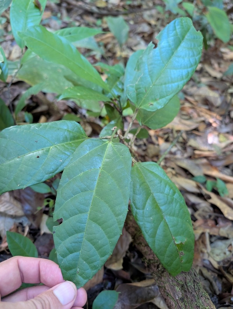 Cissus descoingsii photo 8