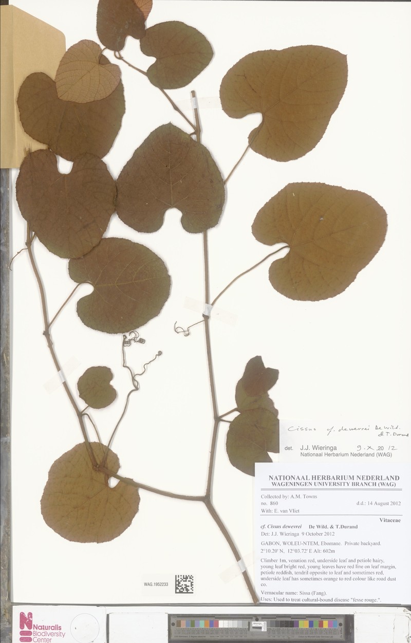 Cissus dewevrei