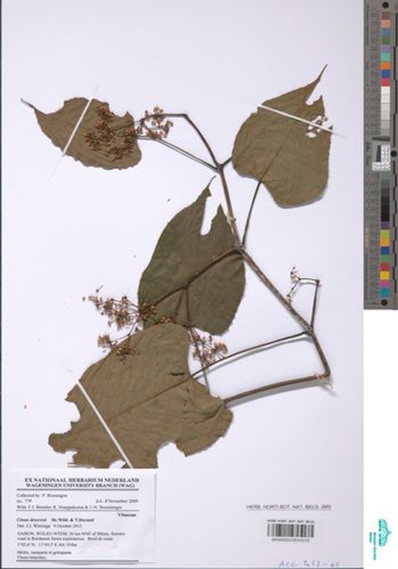 Cissus dewevrei photo 2