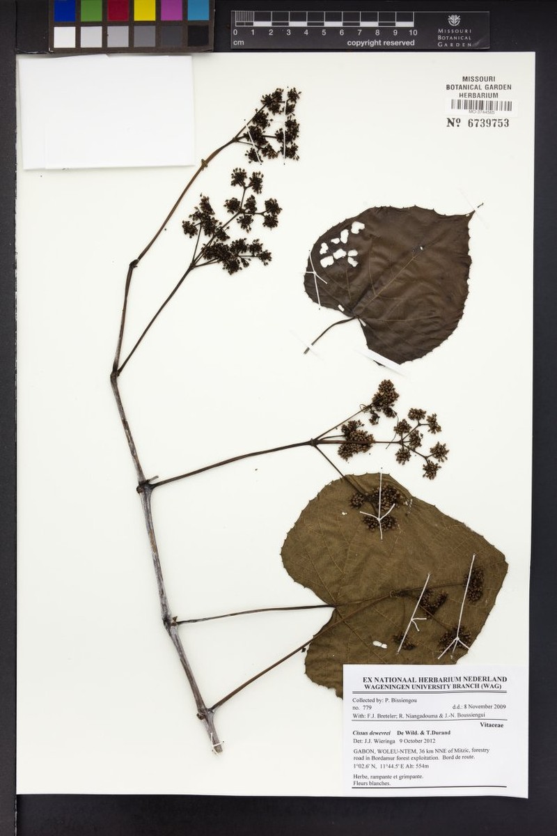 Cissus dewevrei photo 4