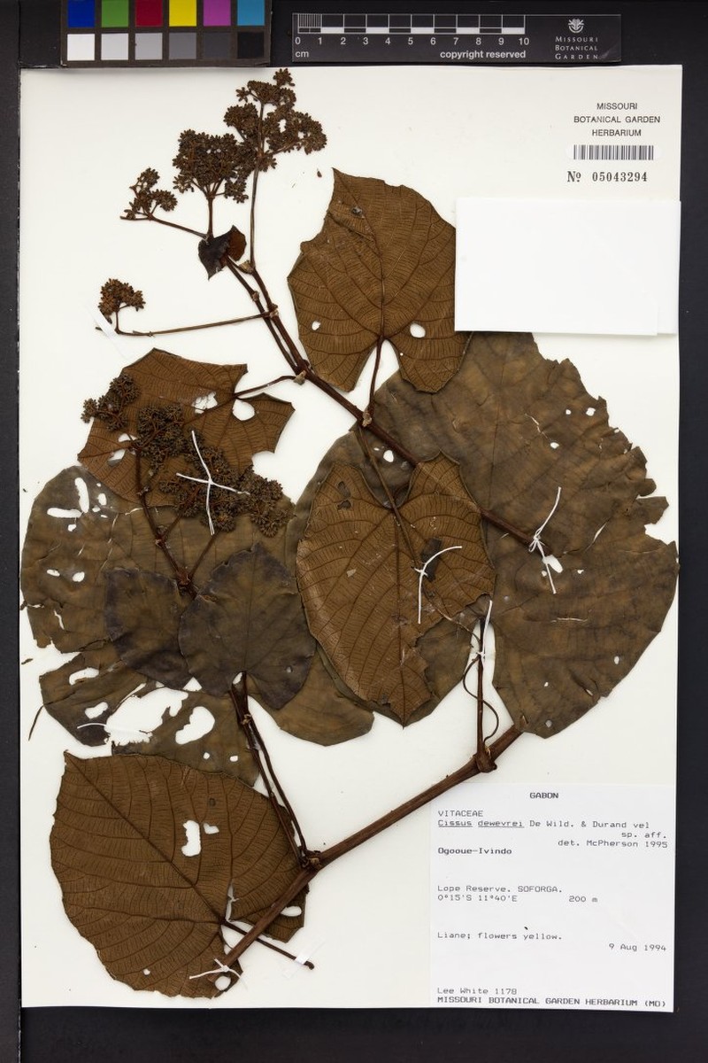 Cissus dewevrei photo 5