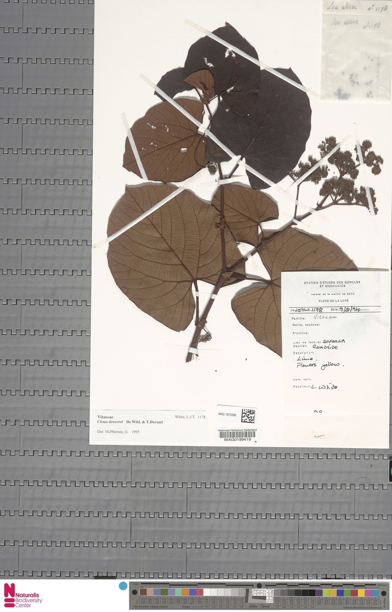 Cissus dewevrei photo 7