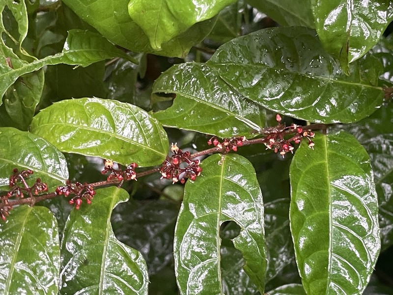 Cissus diffusiflora