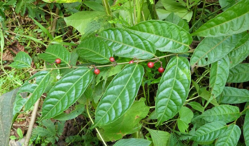Cissus diffusiflora photo 2