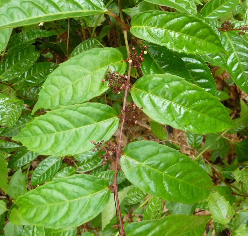 Cissus diffusiflora photo 3